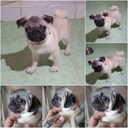 (((( PUG CARLINO HEMBRA EN VENTA WHATSAPP 58746643 )))) - Img 55437629