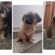 🐾 En venta: 3 cachorritos pequinés 🐾 - Img 55695112