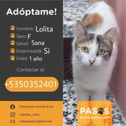 🐱💕 GATICOS EN ADOPCIÓN – BETTY MASCOTAS BETTY MASCOTAS WHATSAPP 52506841 💕🐱 - Img 57458376