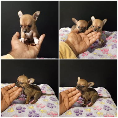 🐾 CHIHUAHUAS – MACHOS  WHATSAPP 58746643 🐾 - 2/2