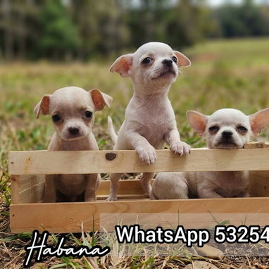 Chihuahuas Blancos 🤍 - Img 125333568