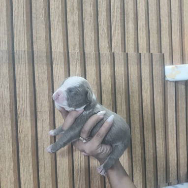 CACHORROS AMERICAN BULLY POCKET - 3/7