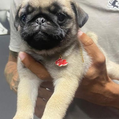 PUG CARLINOS,hembras,en 350 USD o equivalente en moneda nacional,TENGO MENSAJERÍA,tienen 50 días y están desparacitados - 7/10