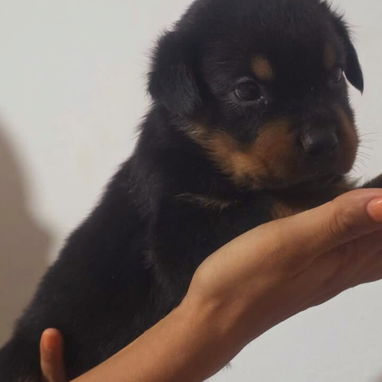 ROTTWEILER,machos,en 350 USD o equivalente,TENGO MENSAJERÍA,tienen 40 días y están desparacitados - 4/10
