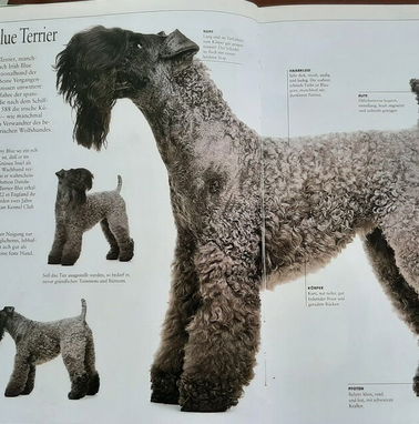 Libro con ilustraciones a color de diferentes razas de perro - Img 76773677
