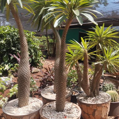 Servicios de jardinería y venta de plantas ornamentales y frutales - Img 127606175