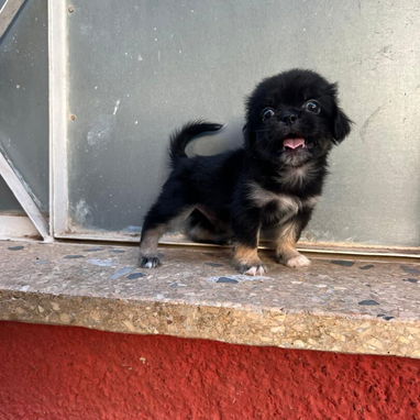 PEQUINÉS,macho,en 60 USD o equivalente,TENGO MENSAJERÍA,tiene 70 días y está desparacitado - Img 125860713