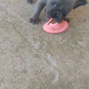Hermosos cachorros disponibles solo llame al 53818081 - Img 58359612