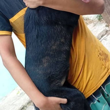 Venta de cachorros de raza - Img 123059301