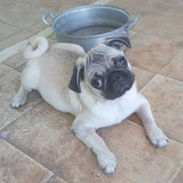 PUG CARLINO,hembra,en 250 USD o equivalente,TENGO MENSAJERÍA,tiene 6 meses,2 VACUNAS PUESTAS y con historia clínica - Img 56036196