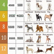 Peluquería canina domicilio disponible para todas las razas - Img 55781368