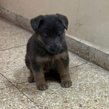 Chihuahuas .pequines.cocker.pitbull.pastores alemanes. Chow chow.ect todo tipo de perros pura razas - Img 114056501