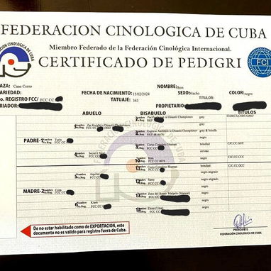 CANE CORSO CON PEDIGREE - Img 123798432