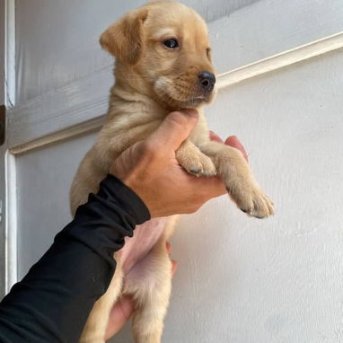 Hermosos cachorros labrador retriever 🐾 - Img 125693289
