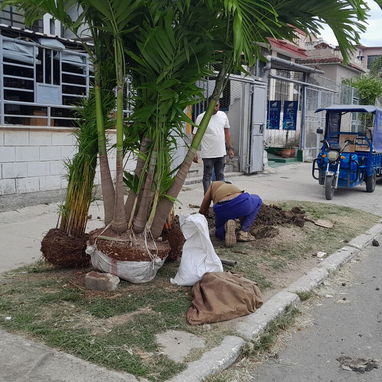 servicios de Jardinería y Limpieza de exteriores - Img 118921045