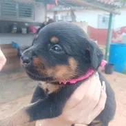ROTTWEILER,ambos sexos,en 350 USD o equivalente en moneda nacional,TENGO MENSAJERÍA,tienen 43 días y están desparacitado - Img 57960707
