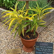 Plantas ornamentaleles para decoracion. - Img 57490735