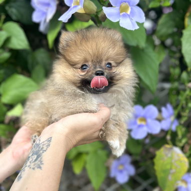 🩷 POMERANIA 🩷 - 2/3