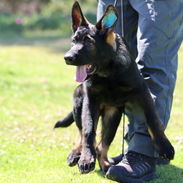 Adiestramiento para perros - Img 55121459
