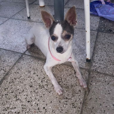 Vendo - 4/5
