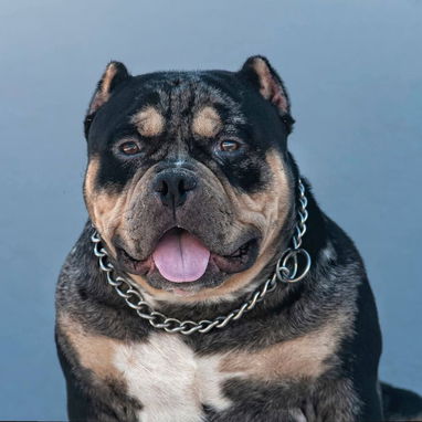 Macho semental american bully pocket tricolor black merte - Img 110731089