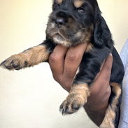 💙 PRÓXIMAMENTE … HERMOSOS CACHORROS COCKER SPANIELS INGLÉS 💙 - Img 58070932