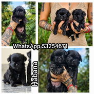 😍🎁🐶EL MEJOR REGALO SIN DUDA ALGUNA 🐶🎁🐾CON ENTREGA INMEDIATA 🚕 - Img 56265834