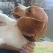 Cachorro Beagle para adoptar - Img 56334200
