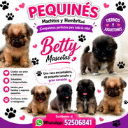 🐾 🐶 ¡Hermosos cachorros disponibles!  BETTY MASCOTAS WHATSAPP 52506841 🐾 🐶 - Img 56883342