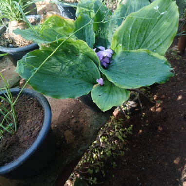 Servicio de jardinería 👩🏼🌾 - Img 126447364
