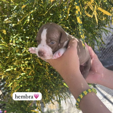 Pitbull - Img 123409002