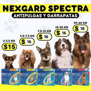 💊NexGard Spectra - Img 52556435