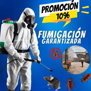 Fumigación onil - Img 56623339