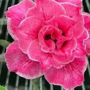 Adenium - Img 58182517