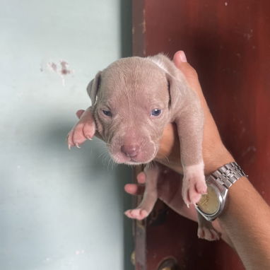 Pitbull - Img 124002385