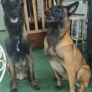 Pastores belga malinois - Img 58216554