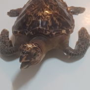 Tortuga carey - Img 55306134