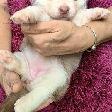 Husky siberiano del club - Img 124633109