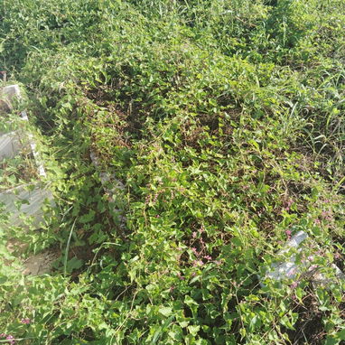 Vendo terreno en cementerio de colon - 2/2