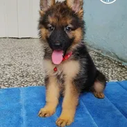 *Pastor alemán* ♂️Macho. 🗓️54 días 💊Desparasitado 📋 Historia clínica ❤️Collar *💰Precio: 200 usd* - Img 57697712