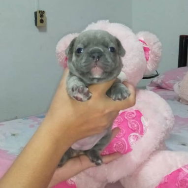 BULLDOG FRANCES,ambos sexos,azules en 1000 USD y negros en 600 USD o equivalente,TENGO MENSAJERÍA,tienen 33 días - 9/10