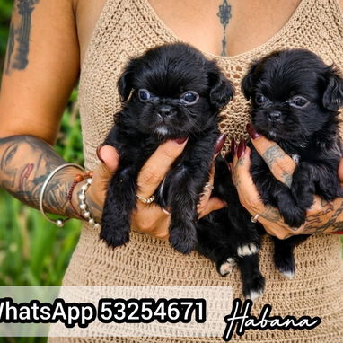 😍🎁🐶EL MEJOR REGALO SIN DUDA ALGUNA 🐶🎁🐾CON ENTREGA INMEDIATA 🚕 - Img 125446689