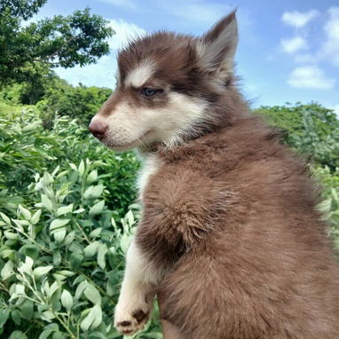 💜💜💜* 🐶 HERMOSOS HUSKY SIBERIANO OJOS AZULES WHATSAPP 58746643  *💜💜💜. - Img 125684358