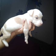 Hermosos cachorros.pitbull.shitzu.chihuahua.bulldog francés.cocker . husky.entre otros. - Img 58384154