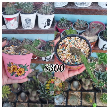 Cactus y suculentas - Img 125227603