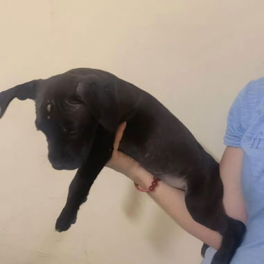 Cachorros de pitbull - Img 123169955