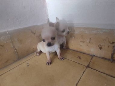 cachorros york  y Chihuahua mini.53256607 - Img main-image