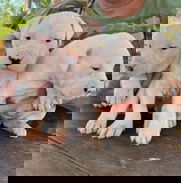 💜 🐾  Dogo Argentino, cachorros con pedigrí de ambos sexos próximamente en venta 52506841 BETTY MASCOTAS 🐾 💜 - Img 48466505