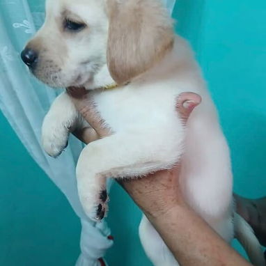 Cachorro Labrador Retriver - 4/4