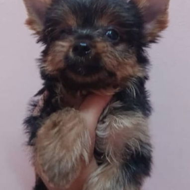 (((  YORKSHIRE TERRIER HEMBRAS CON PEDIGREE ORIGEN GARANTIZADO ))) - Img 125452592